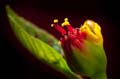 028 Weihnachtsstern-Bluete - Poinsettia - Euphorbia pulcherrima